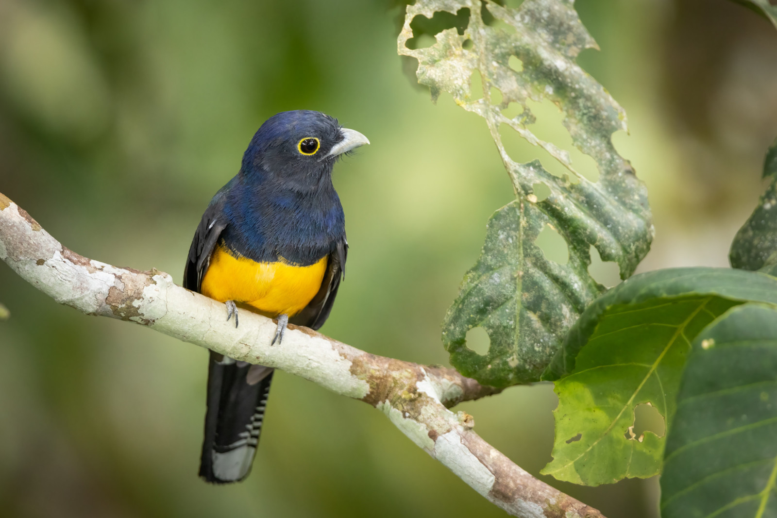 image Amazonian Trogon